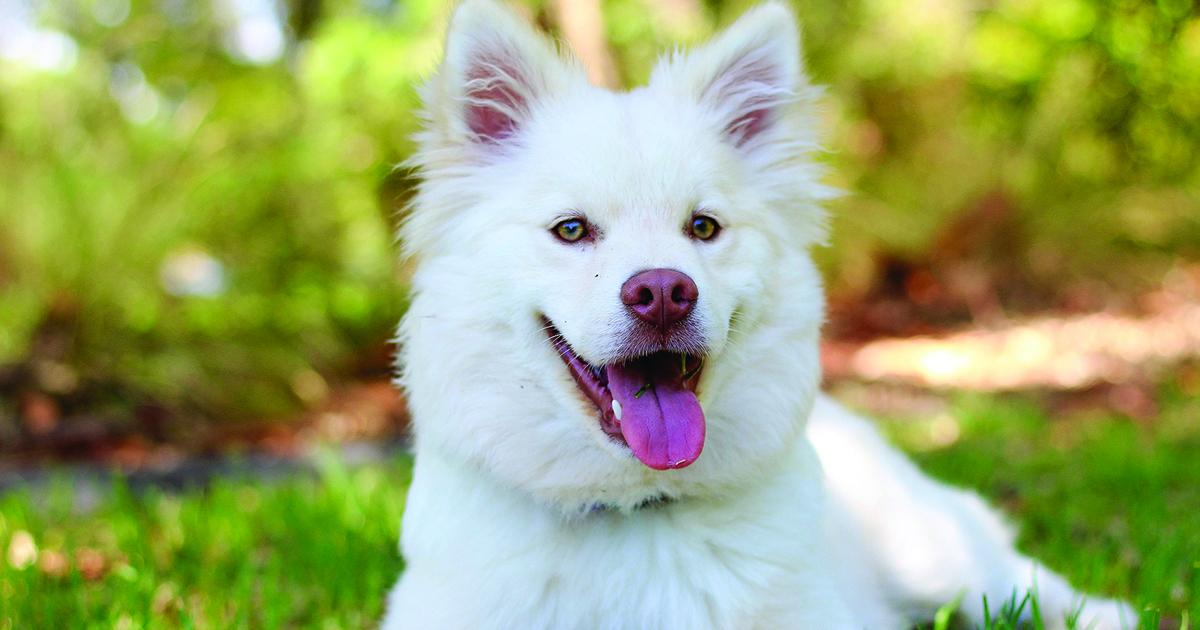 Foundational Obedience Training for Puppies